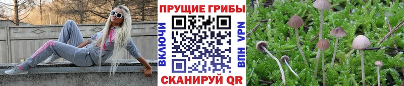 Псилоцибиновые грибы Psilocybine cubensis Волгодонск